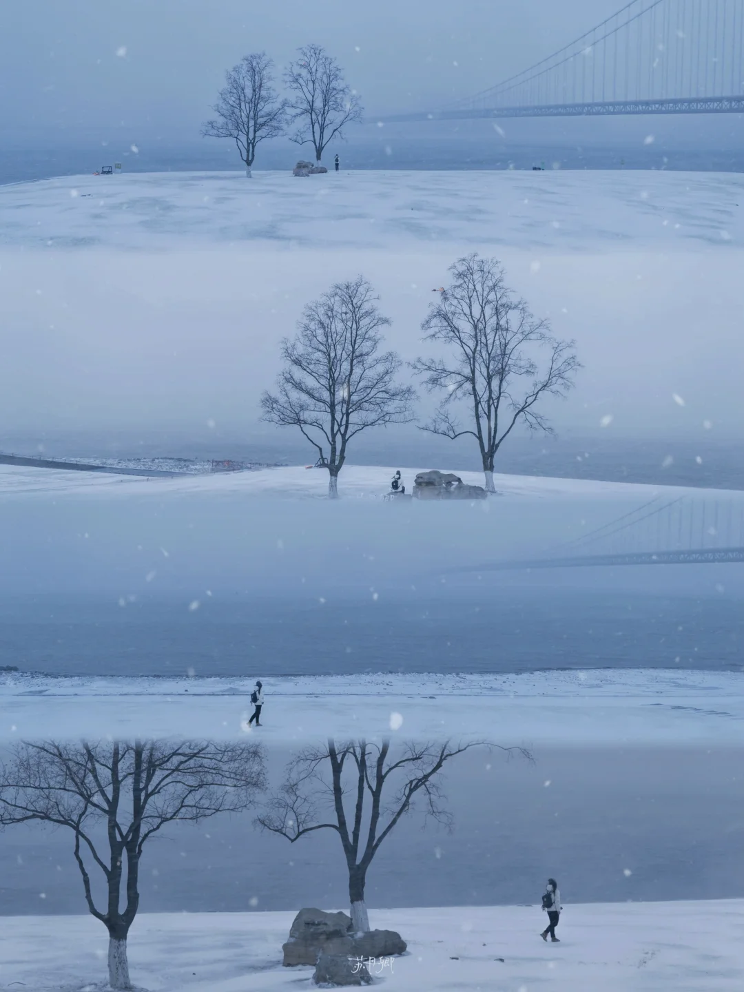 武汉江滩两棵树‼️雪后，这才是真正的宿命感