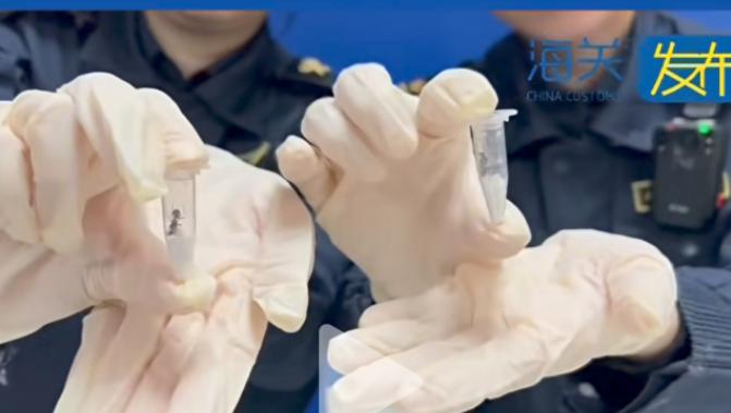 头皮发麻！一件平平无奇、用来睡觉的枕头，竟然藏着足以颠覆局部生态的“致命隐患”？