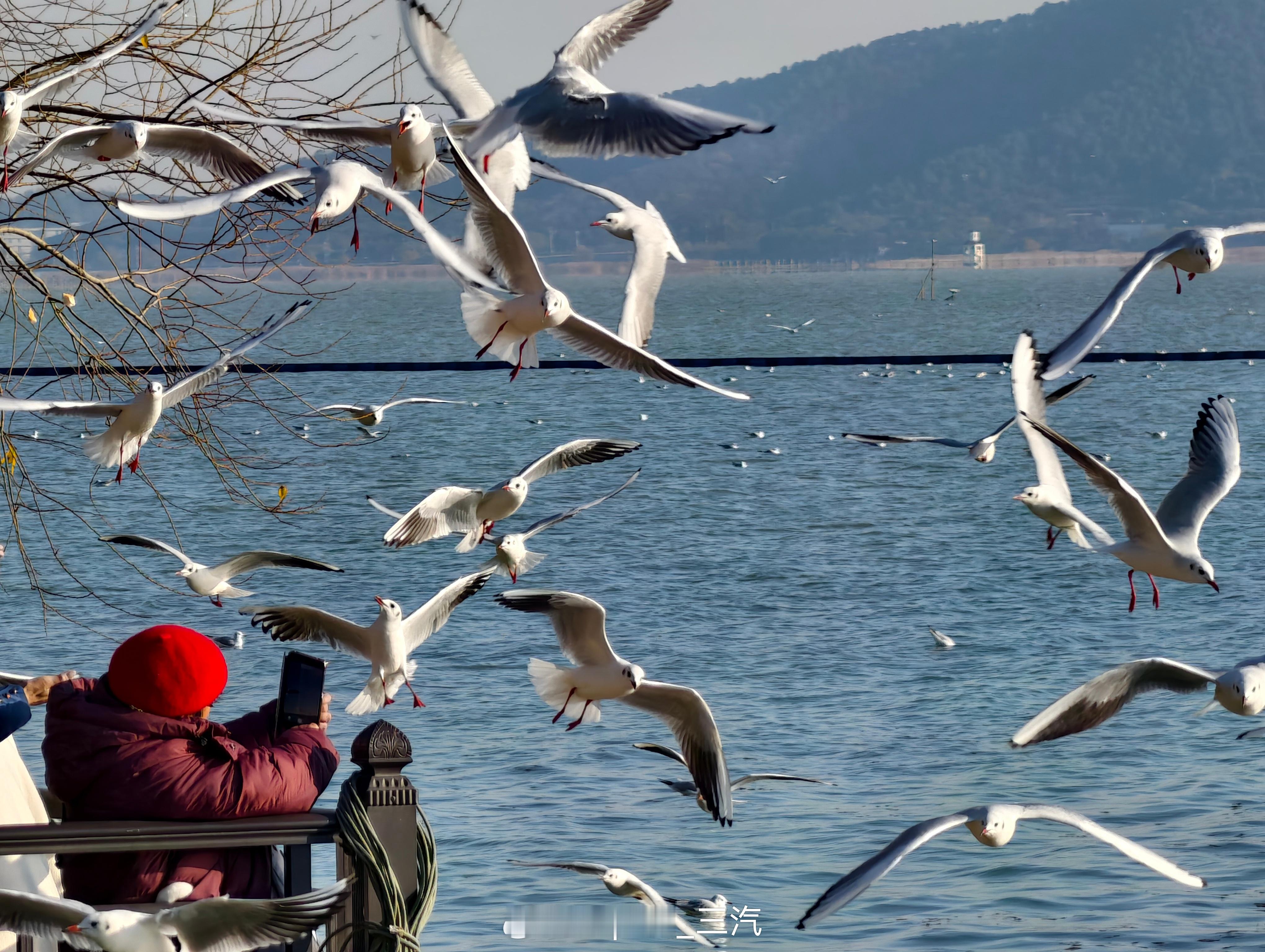 苏州红嘴鸥太湖石壁永慧禅寺导航太湖石壁永慧禅寺即可这些过冬的红嘴鸥据说连续1