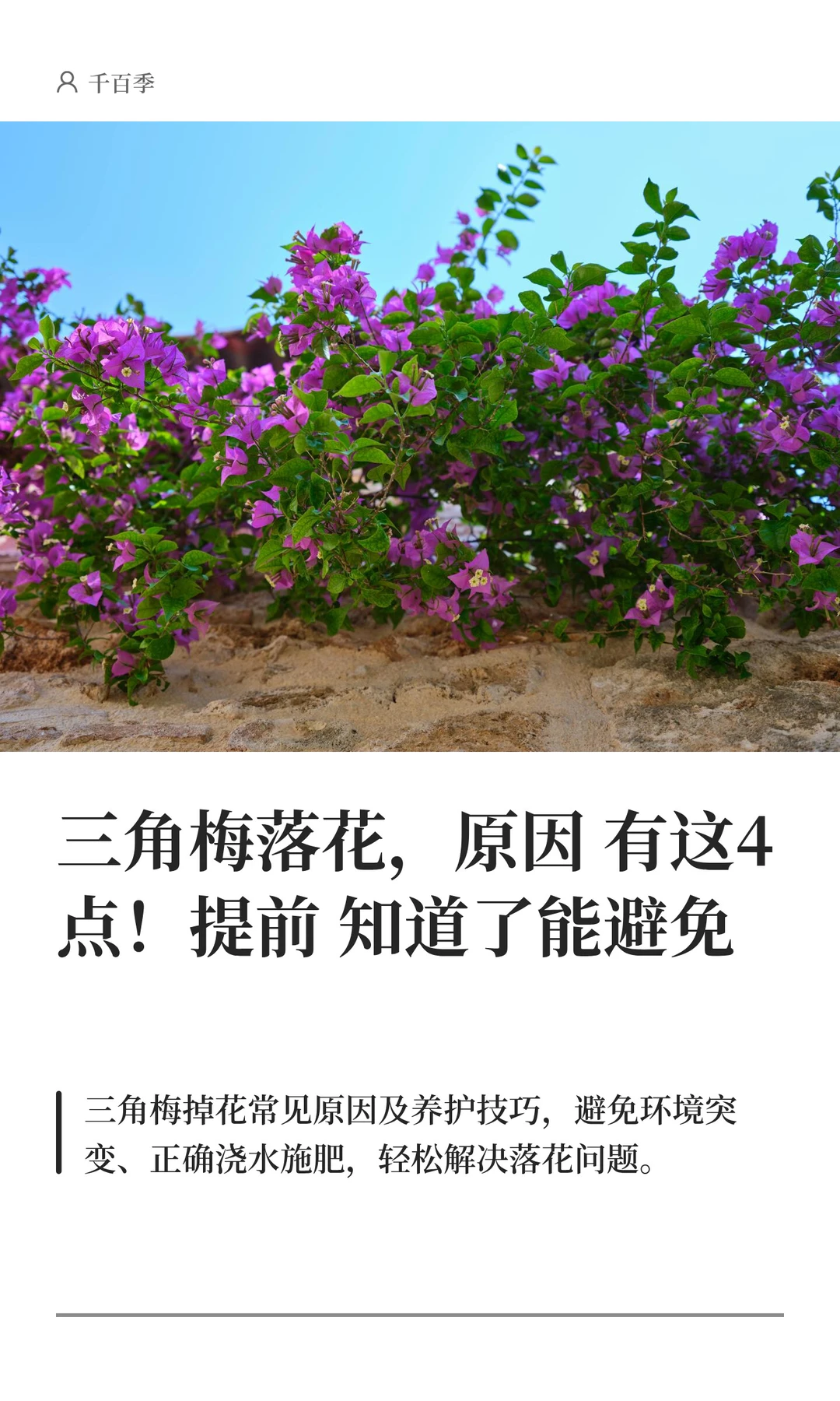 三角梅落花，原因有这4点！