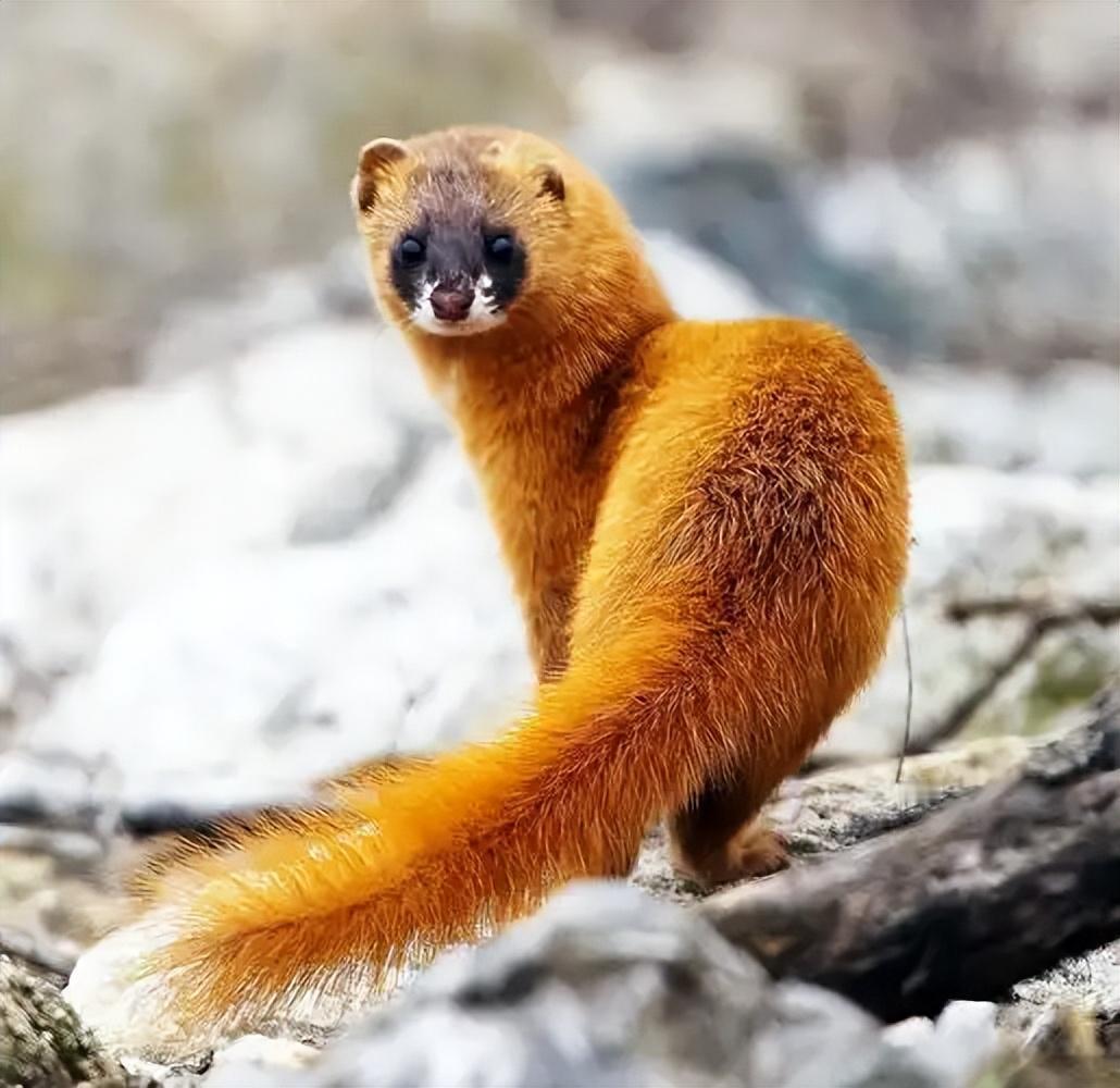 四川一男子，半夜发现一只黄鼬在自家鸡圈捉鸡，之后，他将黄鼬打死泡酒，几个月后，民