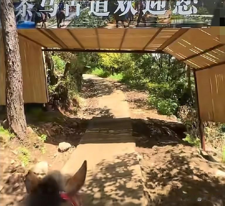 近日，云南丽江，李女士一家12囗，每人169元，在丽江拉市海茶马古道景区购票，包