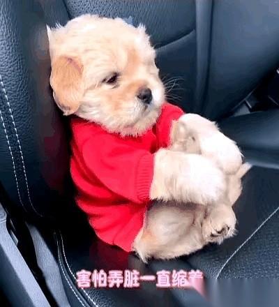 看到一个被收养的小流浪狗，心里真不是滋味。它刚被新主人带去洗得香喷喷，还穿上了