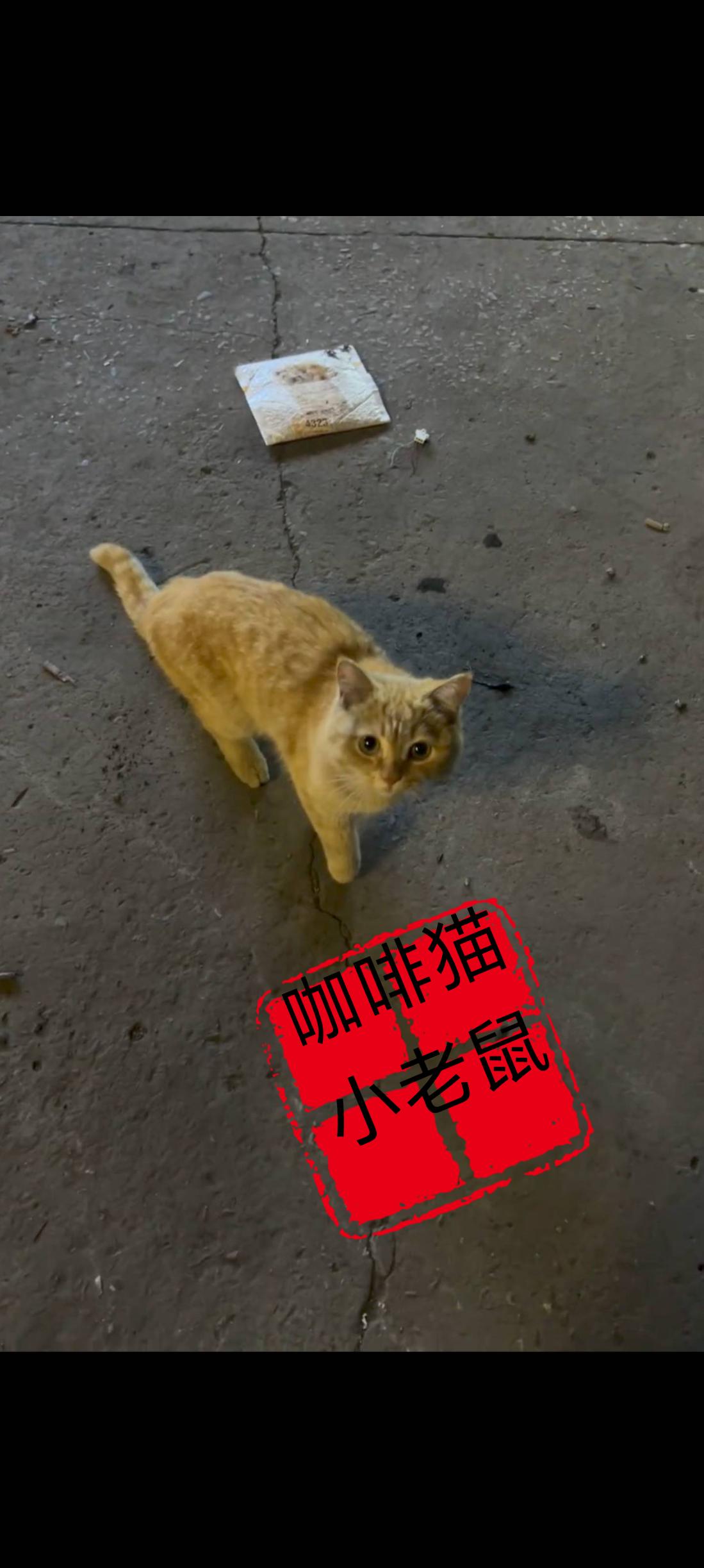 午夜时分在一处街道中央的十字路口，一只非常可怜的橘猫，不断恳求着过往的行人，希望