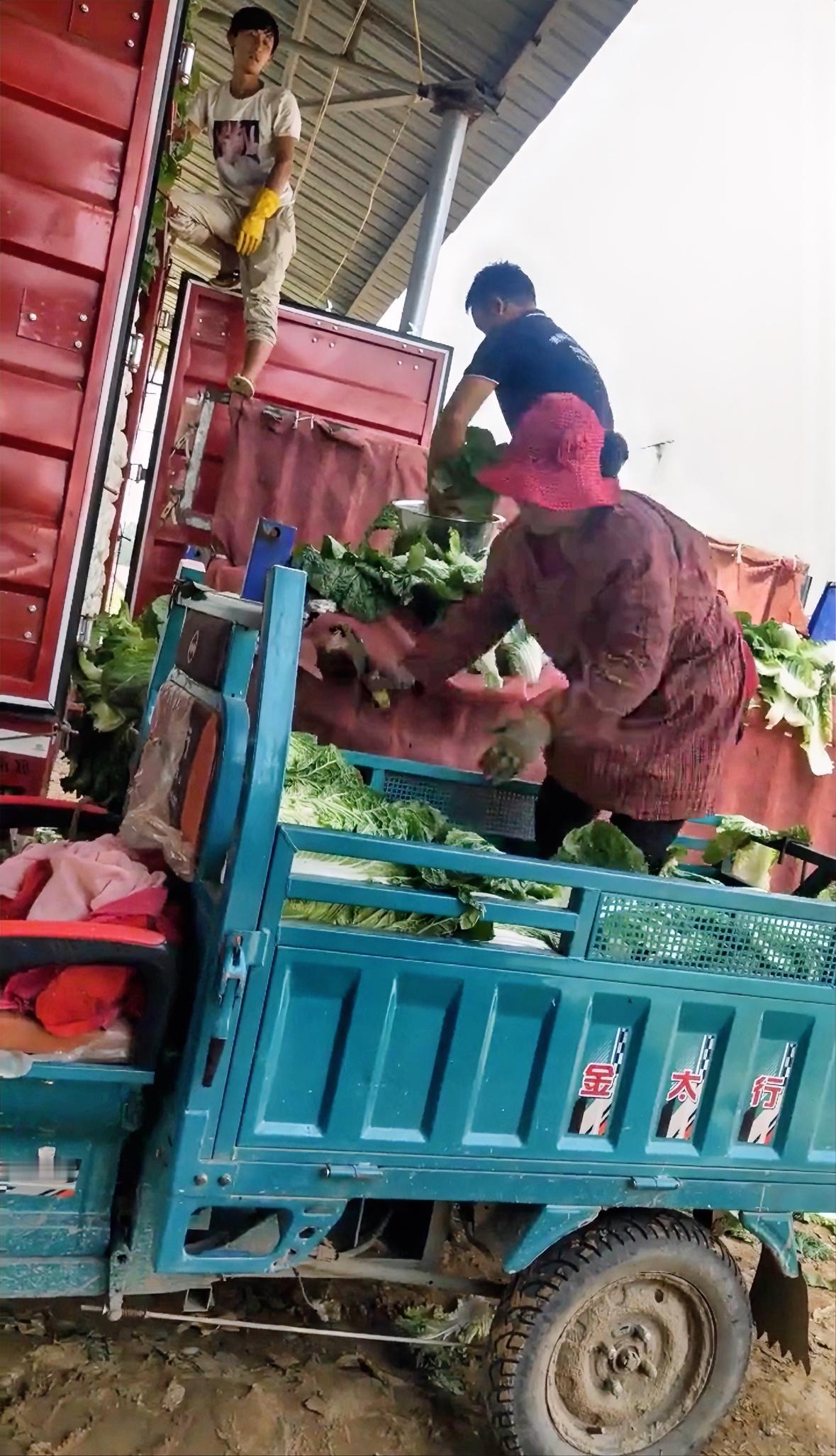 问题大白菜卖不出去菜农一点不冤，当着菜农的面在地头蘸药不可能不知道。菜农为什