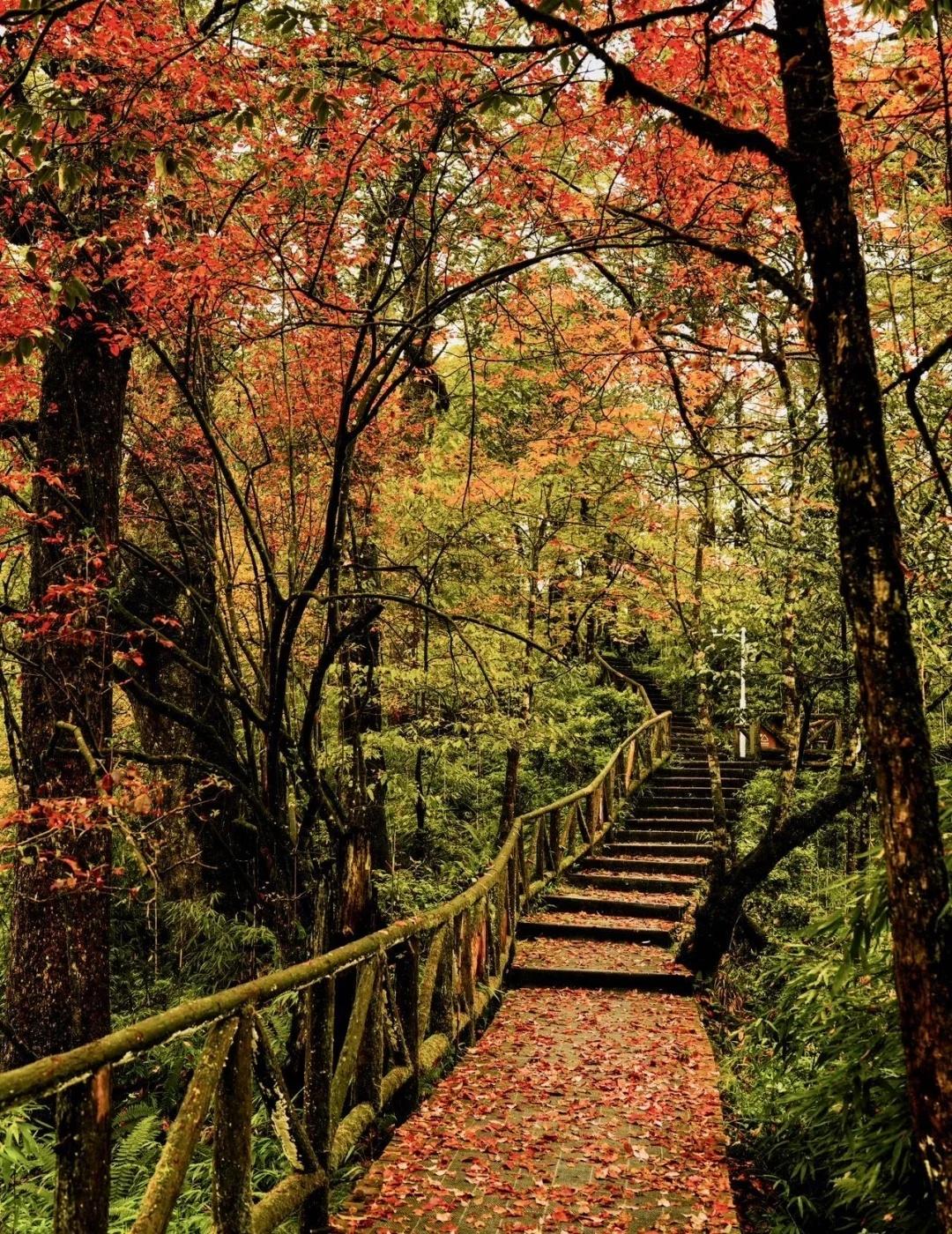 没人能拒绝秋天龙苍沟的彩林‼️刚到龙苍沟就被狠狠惊艳到！漫山的彩林像被打翻了调