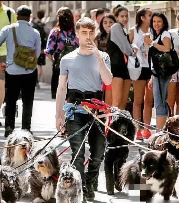 哈利波特虽不再年轻，魔法魅力依旧，轻松遛八犬，风采不减当年。​​​