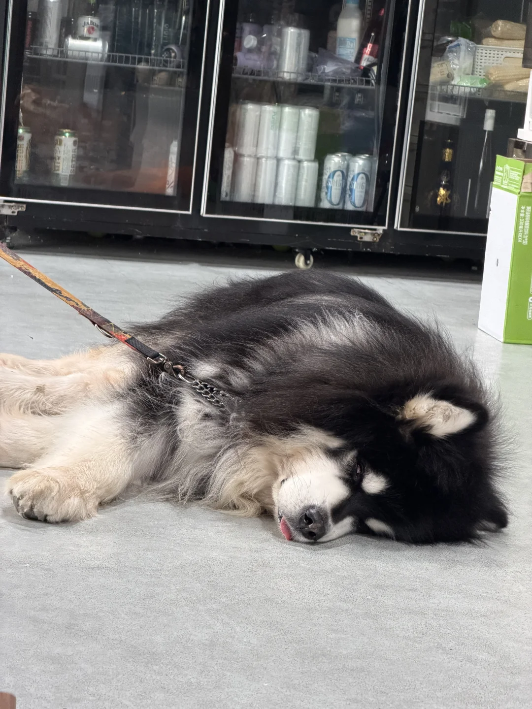 小狗睡觉翻白眼