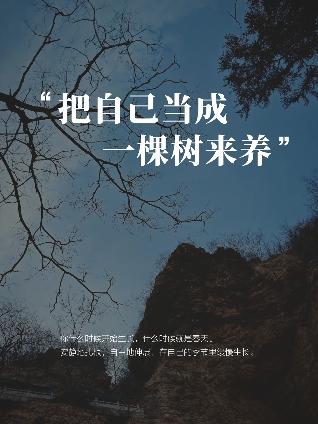 把自己当成一棵树来养，是36岁最好的礼物