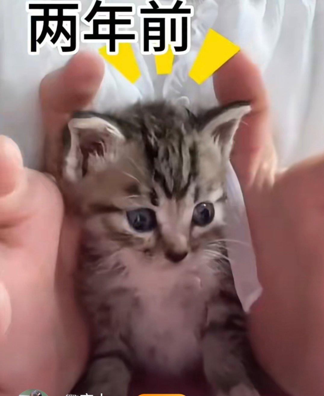 猫猫从小鼻嘎变成了油腻大叔判若两猫​​​