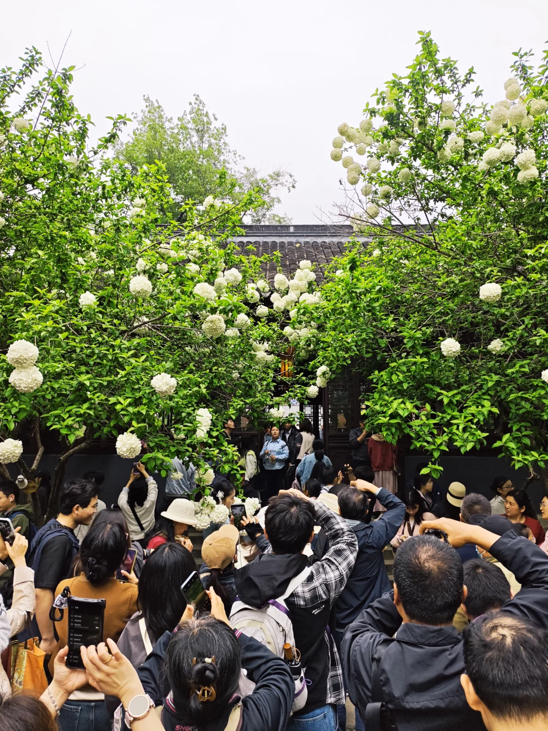 4.11实况｜南京崇正书院今年人比绣球多