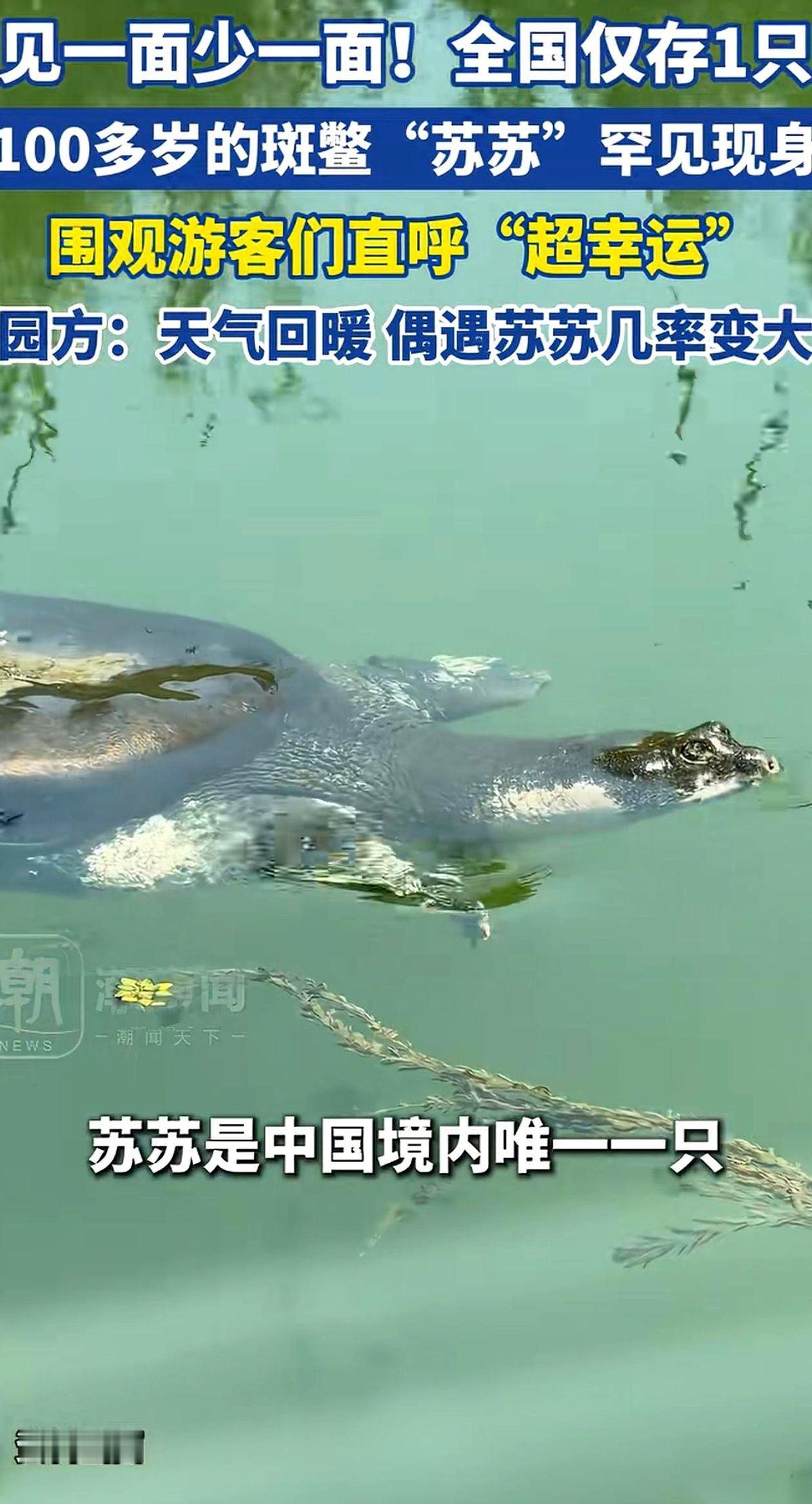 苏州上方山动物园，水池边突然没了声音。所有手机镜头齐刷刷地对准一个方向，一个硕