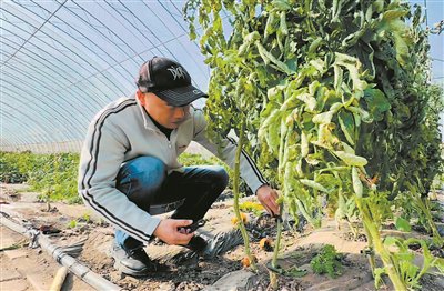 跨越山海跑出育种“加速度”