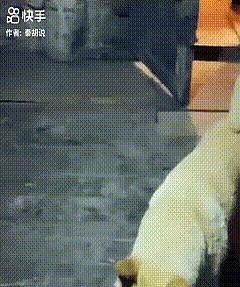 看哭了！老人因病过世后，狗狗每天在家中到处寻找主人，8天拒绝进食，邻居只好告诉