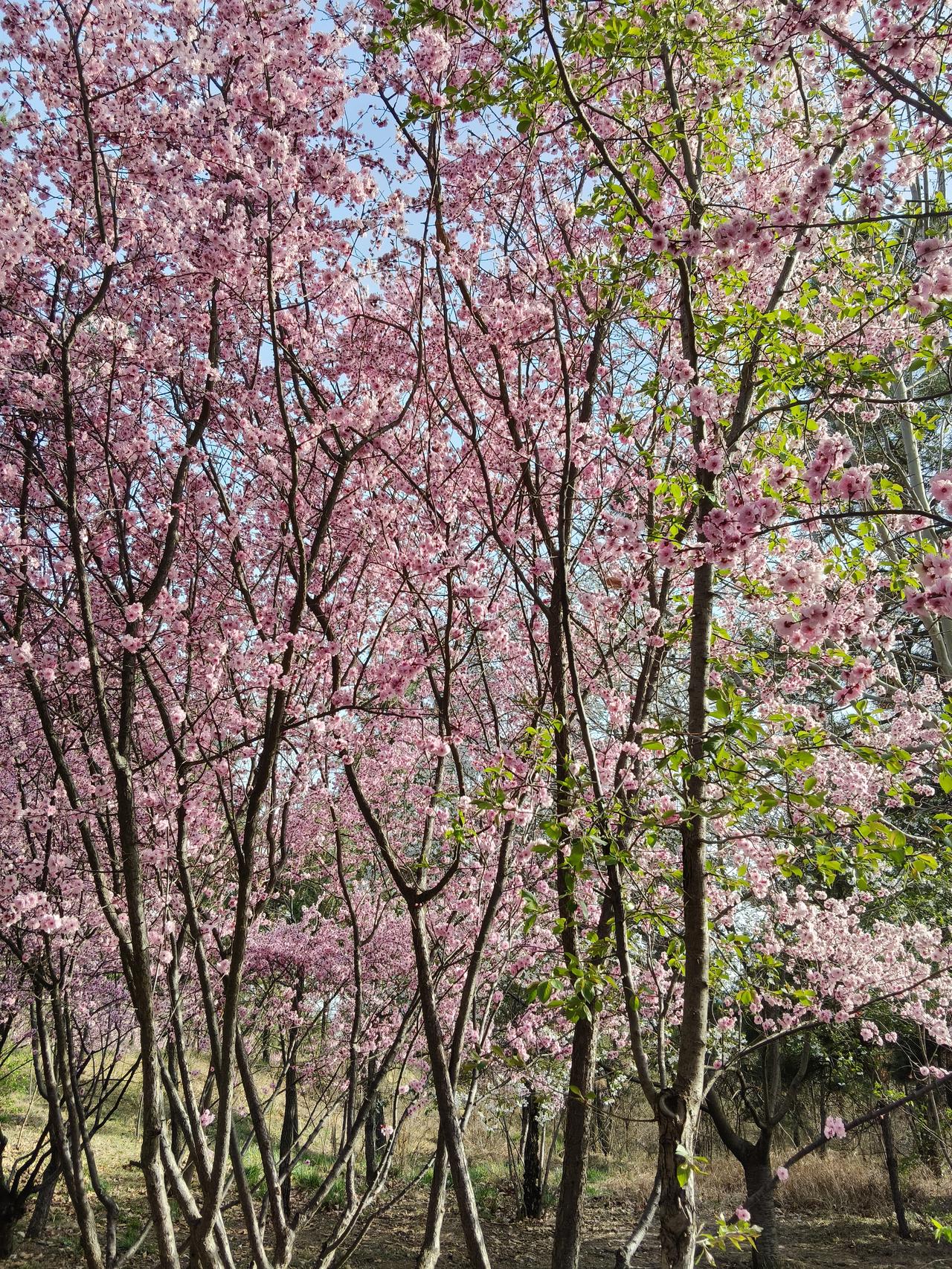 爱惜身体！因为谁也不知道意外和明天哪一个先到我生活在胶东沿海的小城，惊闻邻
