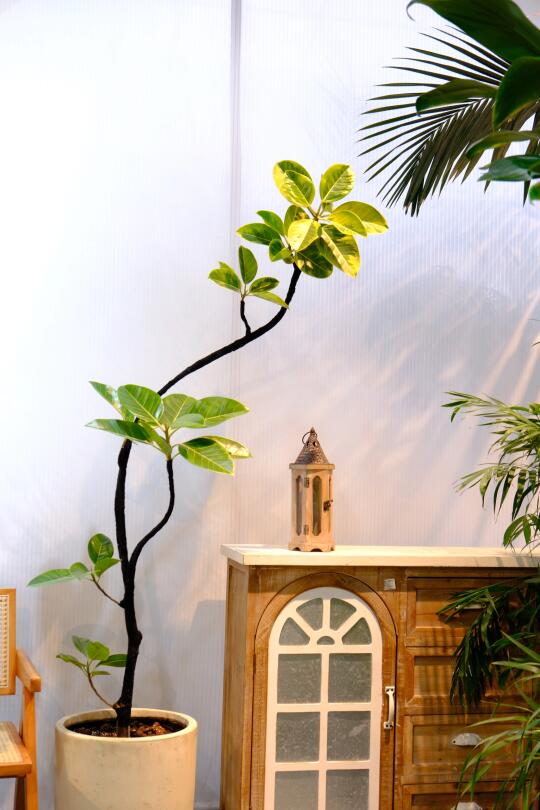 新家绿植盆栽