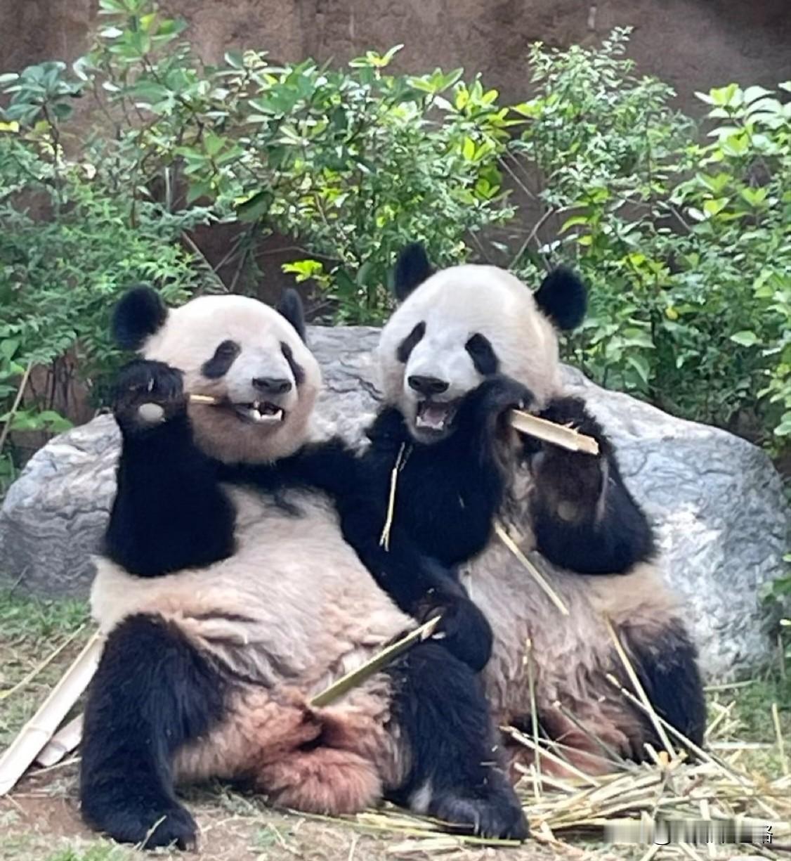 一月从日本回来的熊猫晓晓和蕾蕾，让网友看傻了眼。在日本时蔫了吧唧，整天发呆，动作