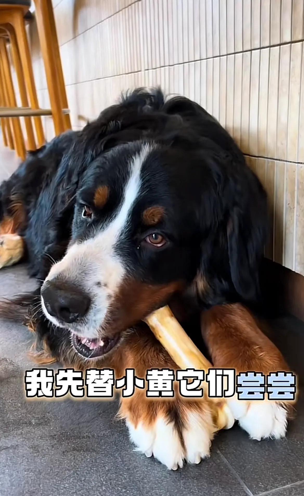 山东烟台，身家5万的伯恩山犬啾啾，在带货的路上一去不复返了！啃完牛角啃牛骨，吃相