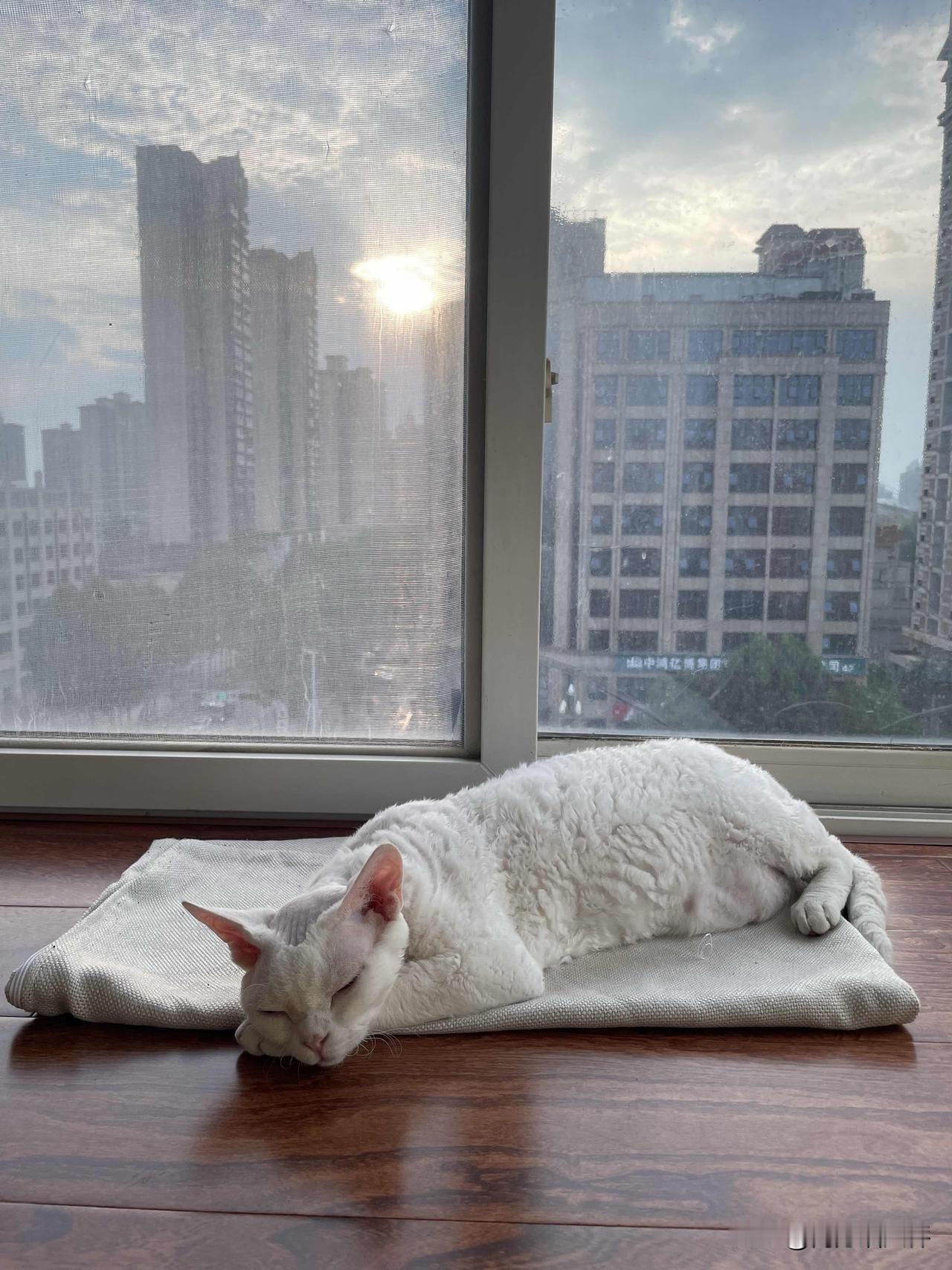 秋天来啦，早晚挺凉快了呢，我家小猫咪又可以到它喜欢的阳台上睡觉了，看看，清晨的回