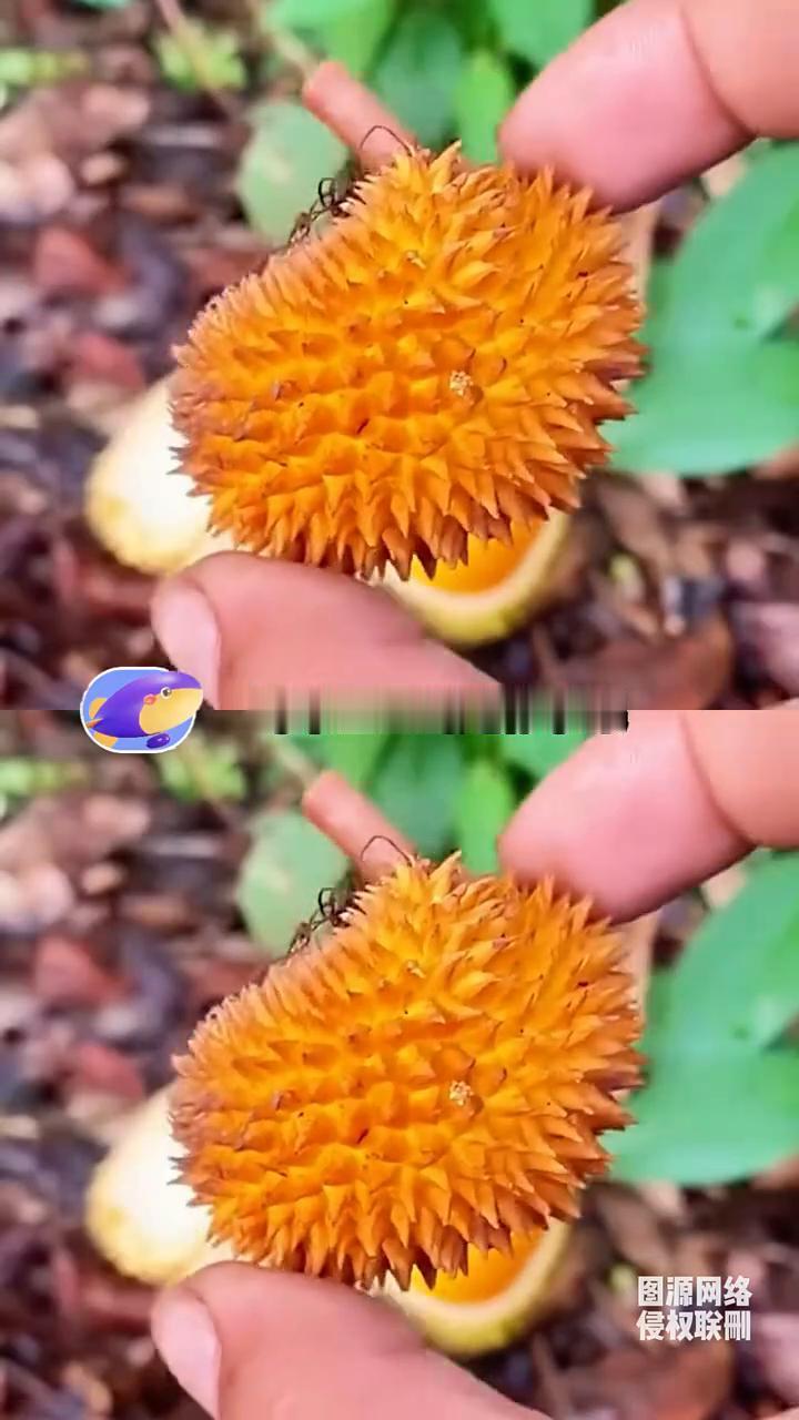 马来西亚的迷你水果怎么都长得跟手办似的。·迷你小榴莲个头还没手长大，浑身是刺，