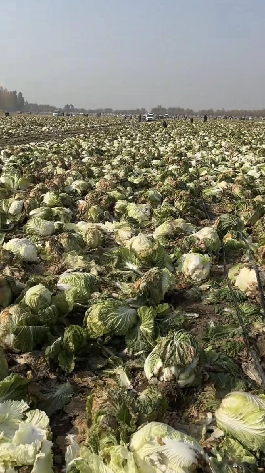 内蒙古赤峰的李先生满怀希望地承包了200亩地种植大白菜，从春到秋，汗珠摔八瓣的精