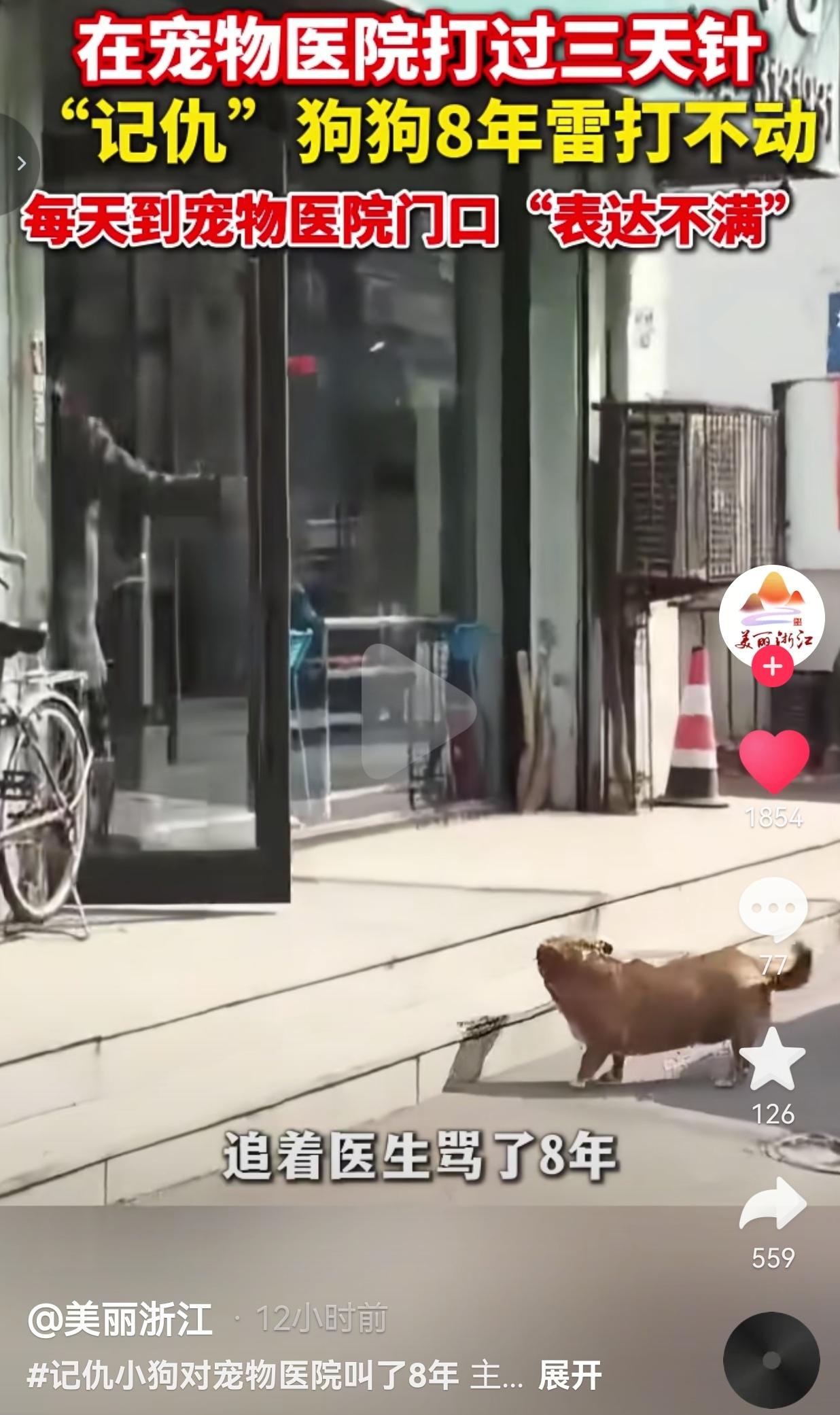 我的天呐！见过记仇的，没见过这么记仇的狗！辽宁一只叫“板凳”的小土狗，8年前在宠