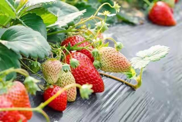 最近，草莓到了上市季节，各种说法就冒出来了：“草莓是农残率最高的水果”、“表面坑
