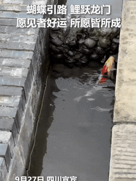 刷到鲤鱼好运连连，幸运常相伴，生活幸福美满，家人平安健康，心想事成，一顺百