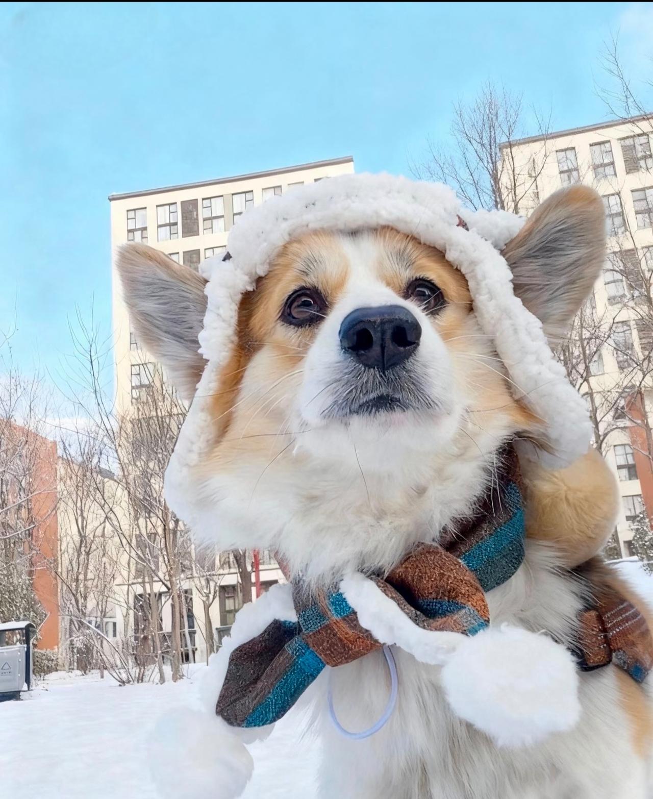 初雪降临小狗才是天选受益者当人还在在纠结到底穿秋裤还是羽绒服时狗狗早已