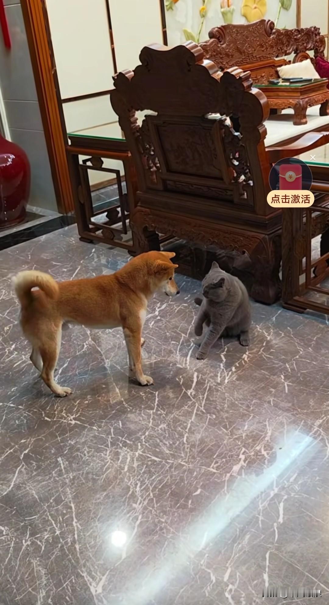 狗狗觉得猫咪身形小，好欺负，便气势汹汹地走到它跟前。猫咪却镇定自若，运筹帷幄地等