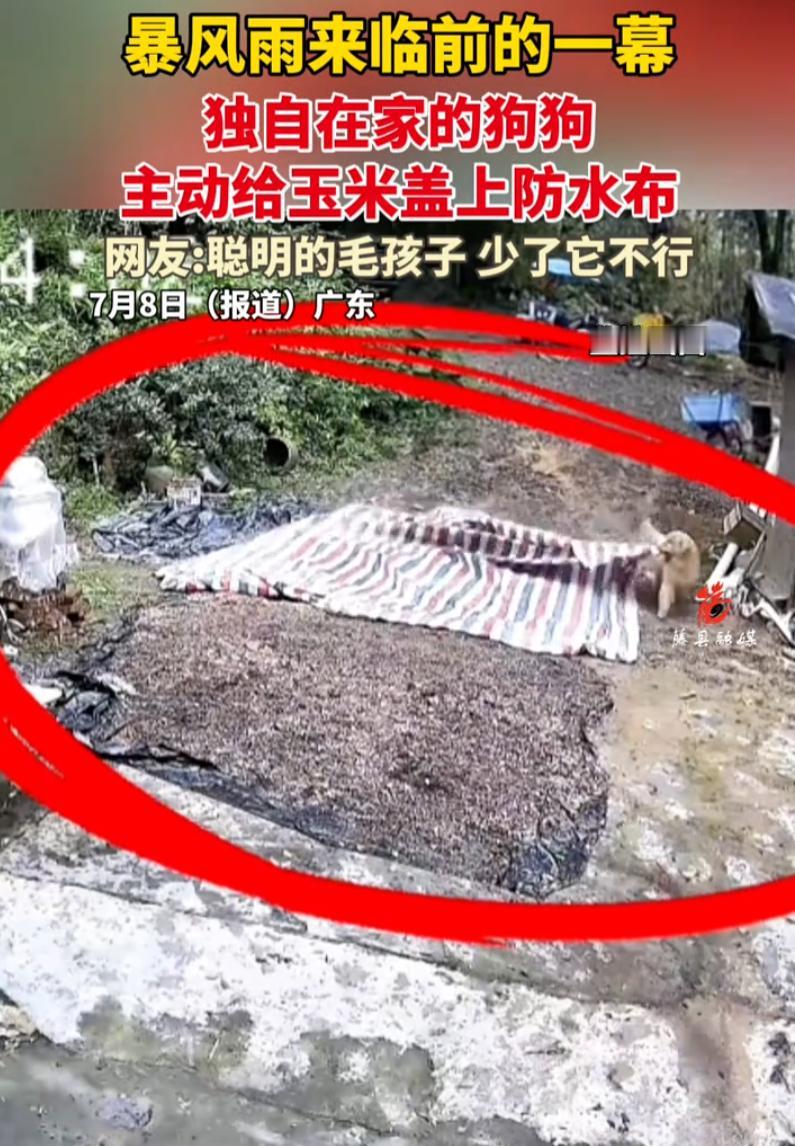 万物皆有灵！广东，一户人家出门前把玉米放在院里晾晒，没想到天气说变就变，没多久暴