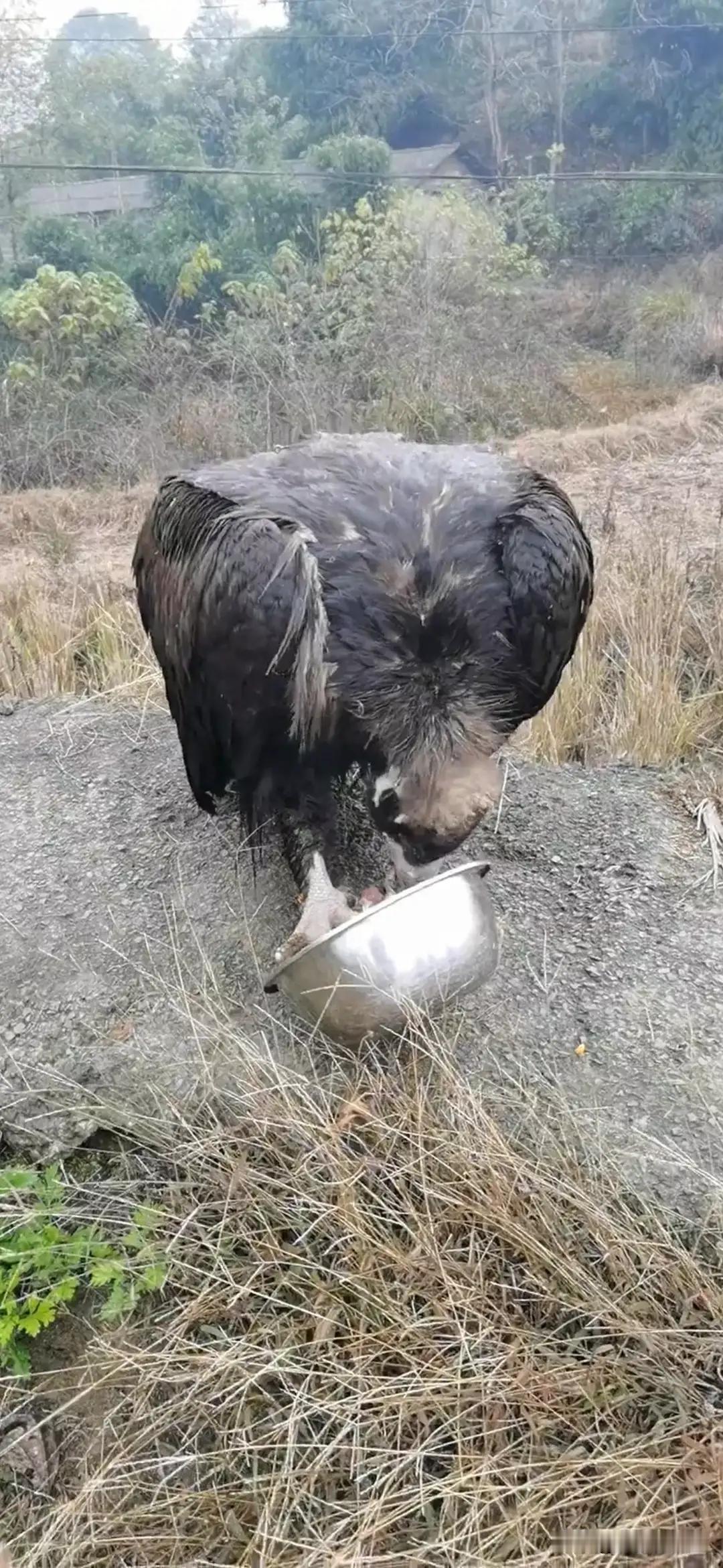 遇到不攻击人的保护动物，就要象重庆巫溪的吴大姐一样，用实际行动，去救助它，给它吃