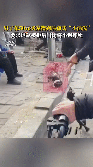 人在做天在看​一个男子，花了50元钱在狗市买了一只小狗，带回家后，觉得这只小狗