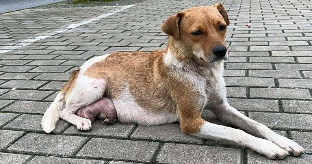 在公园看见一个男人举着棍子打一对流浪狗母子。小狗吓得往妈妈肚子底下钻，狗妈妈浑身