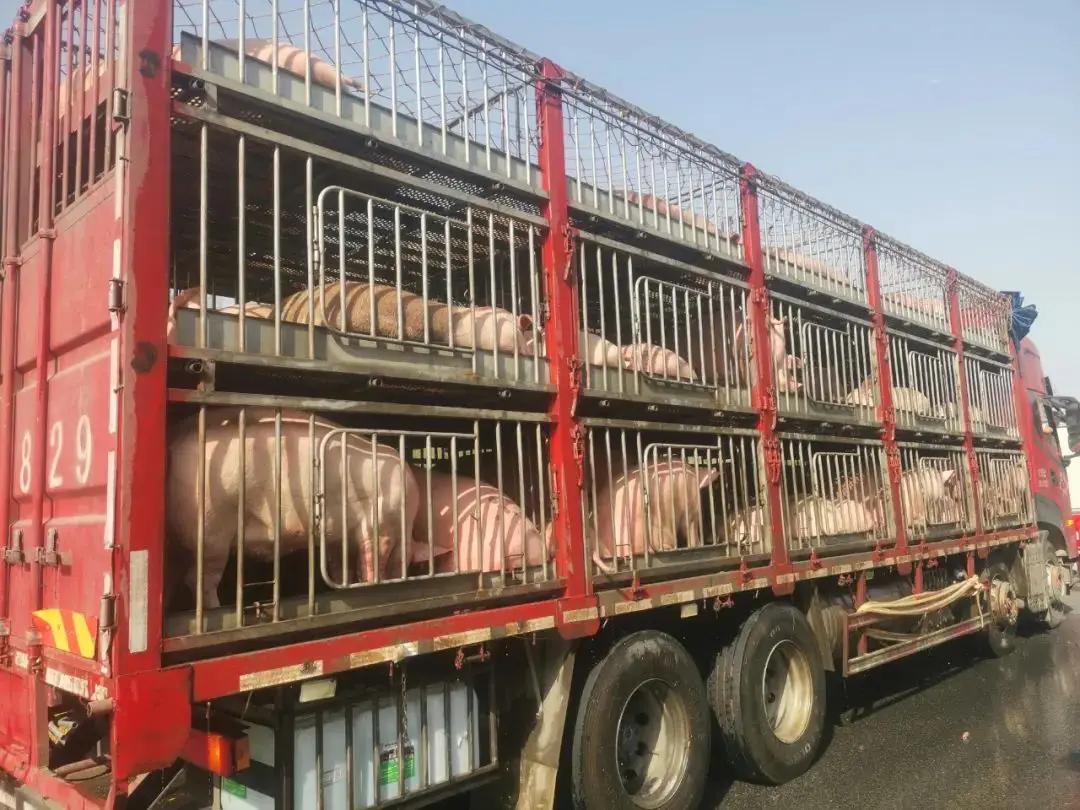 高速上的拉猪车，为何跑那么快很多人在高速上见过拉生猪的货运车，往往开得比普