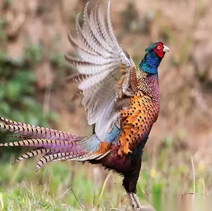 东北野鸡泛滥成灾，为什么很少有人敢吃？当地农民直言：“别说吃了，我们连碰它们都不