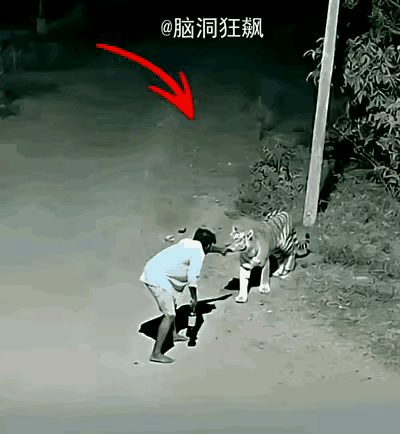 酒壮怂人胆，遇见老虎🐯，竟然敢对峙，老虎惊讶不已。