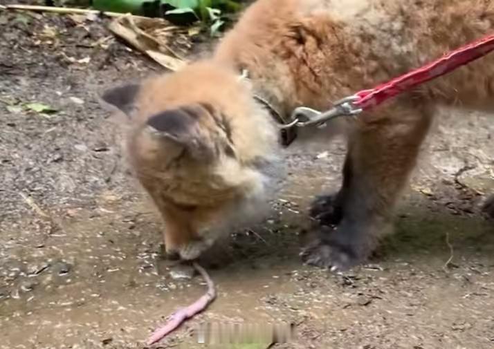 现实里，狐狸其实很爱吃虫子的。很多小型肉食动物都喜欢吃虫虫，干净又卫生啊不是，安