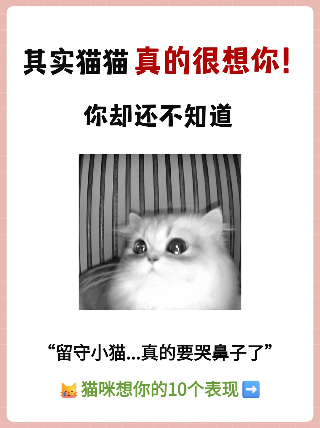 留守小猫...真的很想你😭