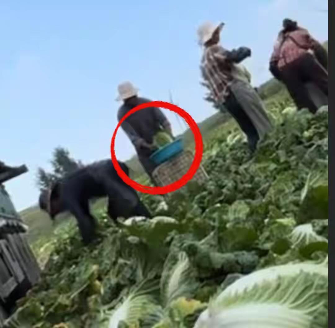 甲醛白菜事发后，张家口菜农的白菜订单几乎清零了，地里好好的白菜，没人买了。有人说
