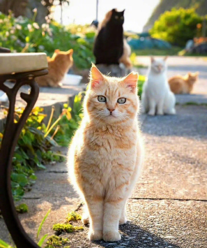 遇见橘猫会暴富，特别灵