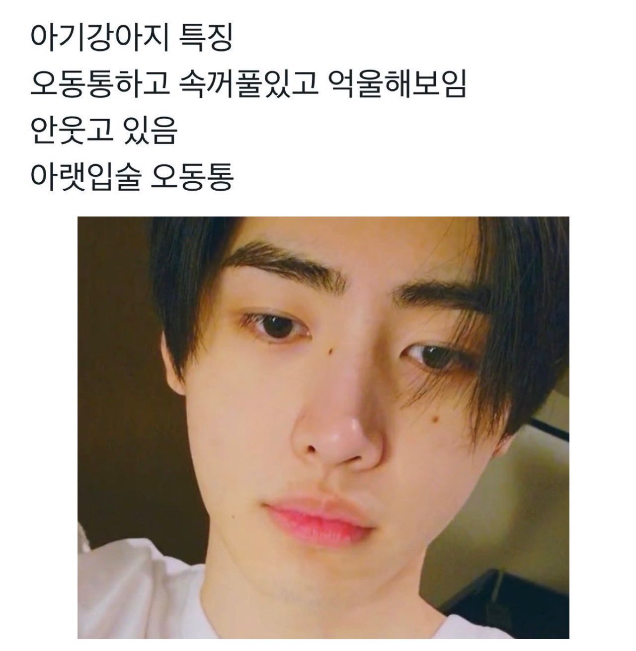 宝宝小狗的特征肉乎乎有内双看起来有点委屈不笑、下嘴唇肉嘟嘟的
