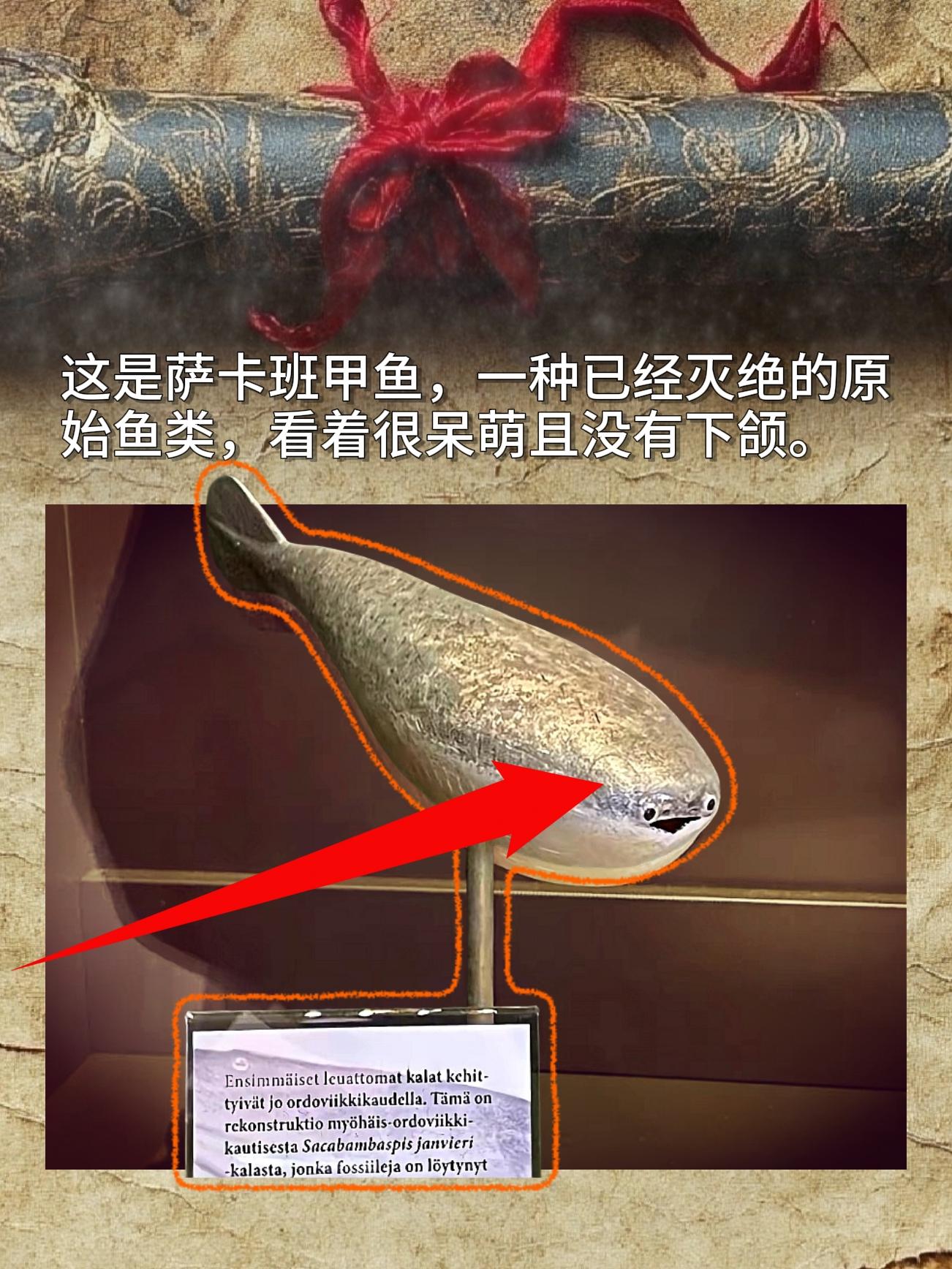 这是萨卡班甲鱼，一种已经灭绝的原始鱼类，看着很呆萌且没有下颌。