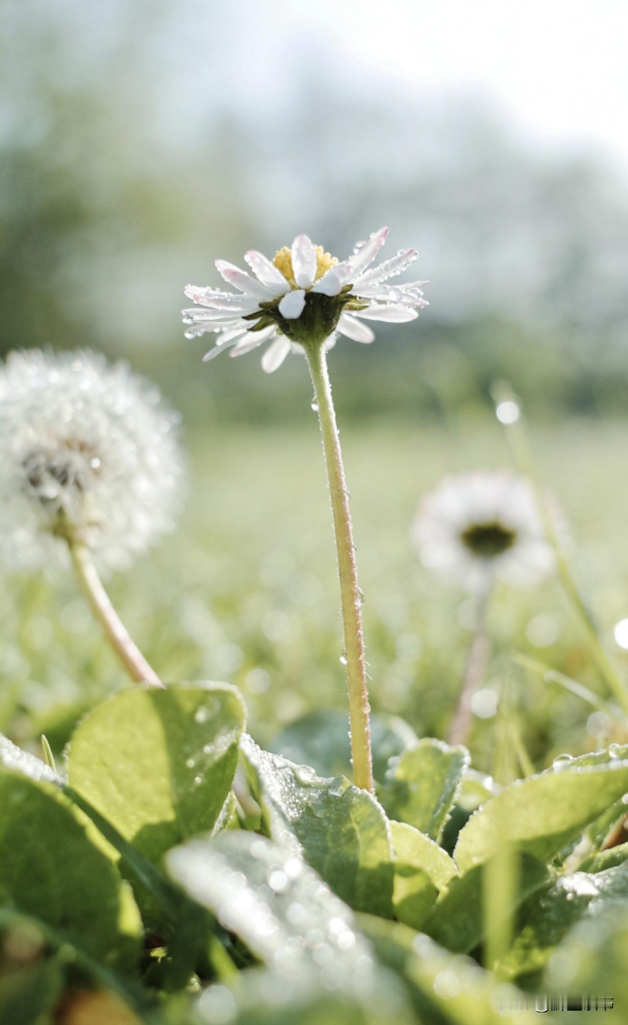 什么是通透——1、看淡，能解80%的心结2、放下，能减70%的疲惫3、