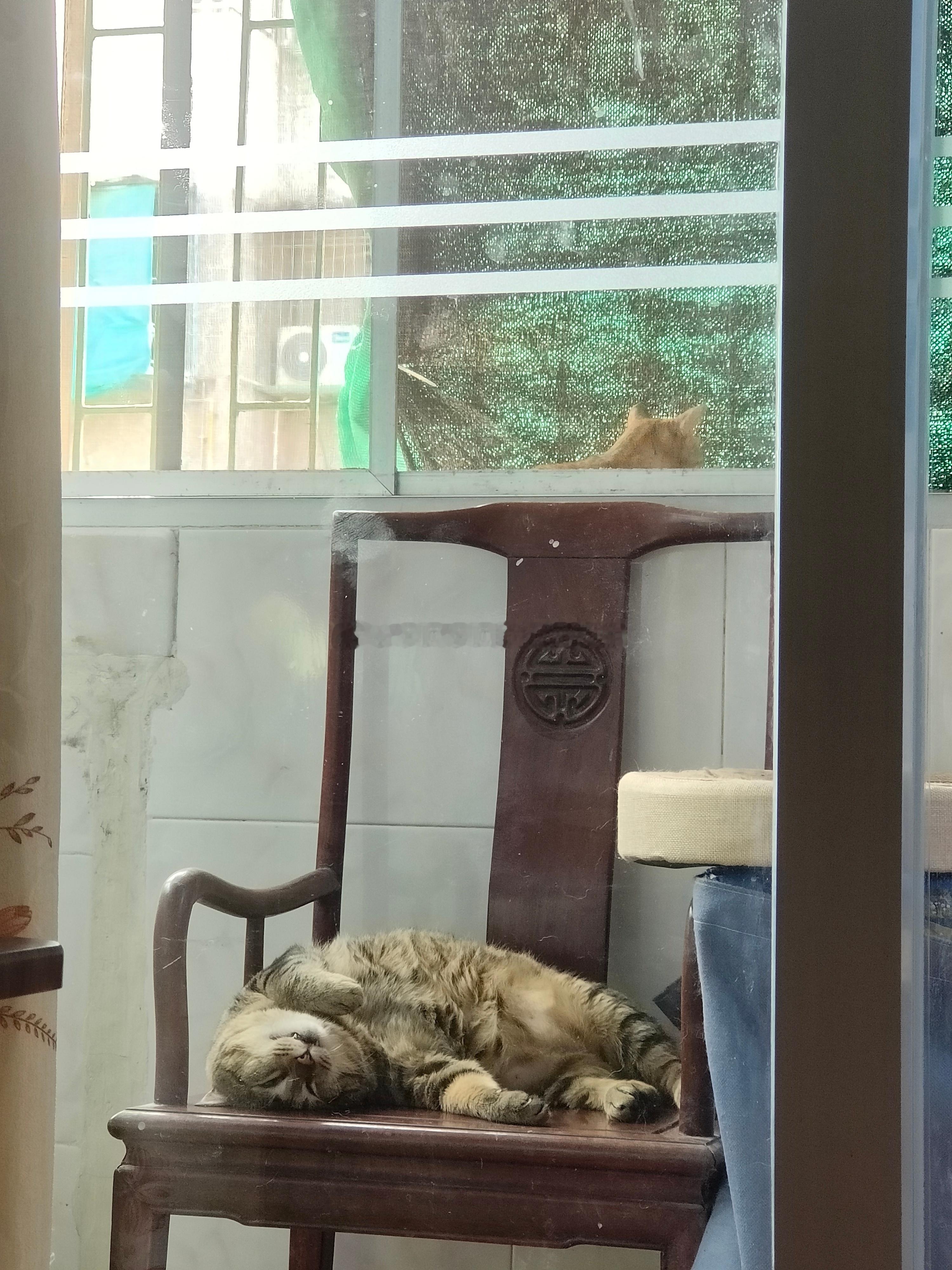 喵星人论猫咪的睡姿出镜：男猫（虎斑麒麟尾）年龄记不清了谁家猫睡成这个样子啊半夜