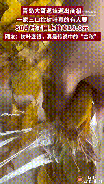山东青岛一名男子带孩子出门遛弯时，偶然发现家门口的树叶居然有人花钱购买，因为有些