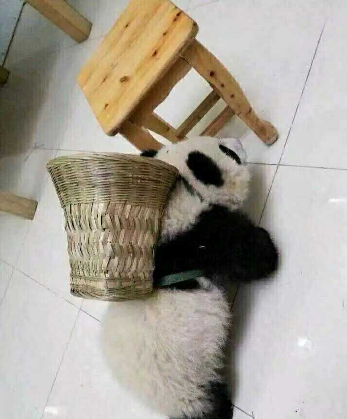 一个四川朋友送的，问一下这个好养吗？[doge]​搞笑​​​​