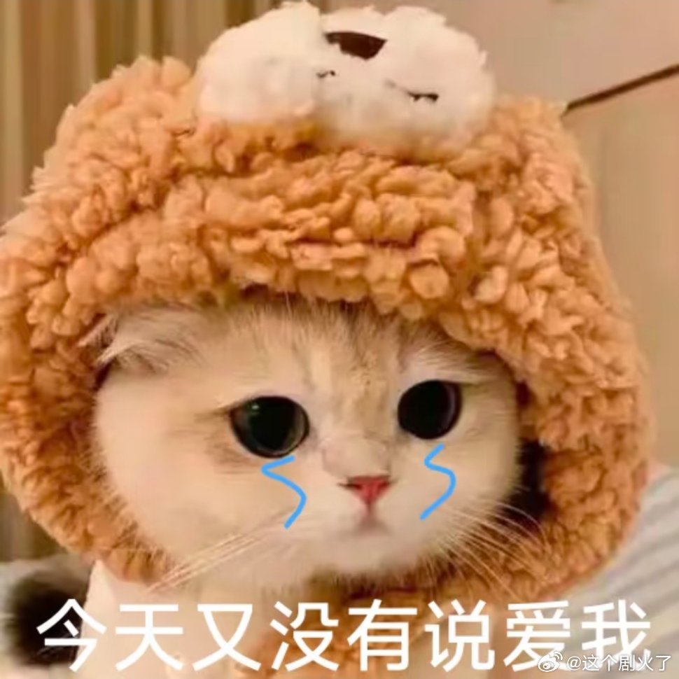 猫猫表情包~