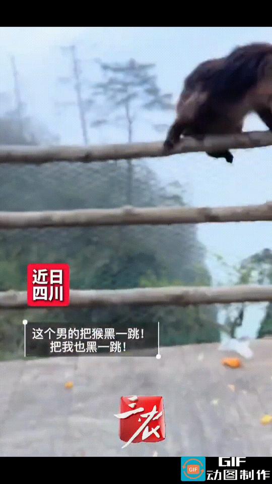 峨眉山景区，一只猴子蹲在悬崖边的护栏上吃橘子，不少游客在打开拍照，原本一片和谐，