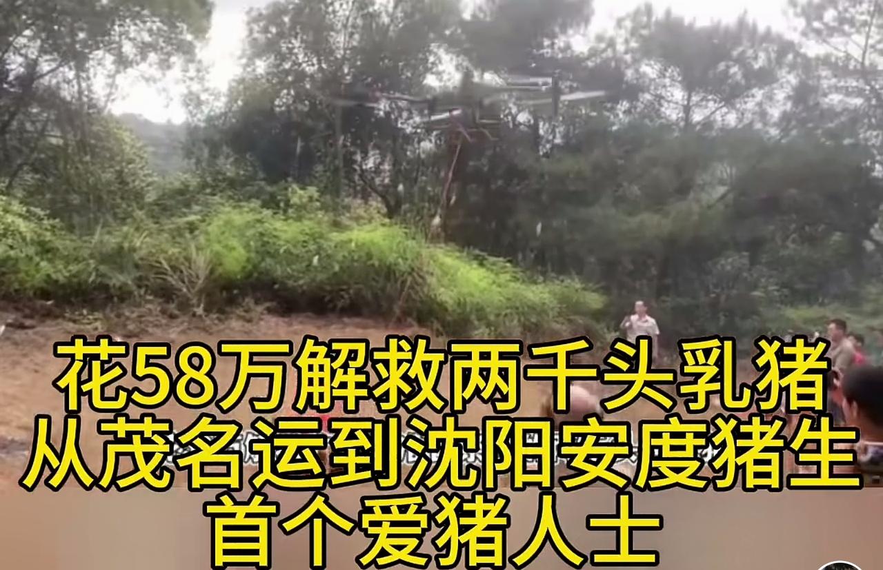 原来这些乳猪价值58万呢。